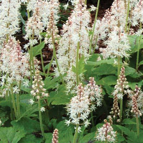 Tiarelle Neon Lights - Tiarella neon lights - Plantes