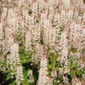 Tiarelle Pink Bouquet - Tiarella pink bouquet - Plantes