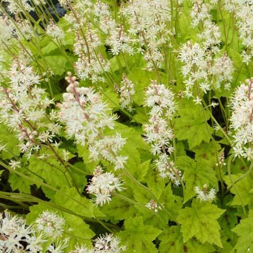 Tiarelle Simsalabim - Tiarella simsalabim - Plantes