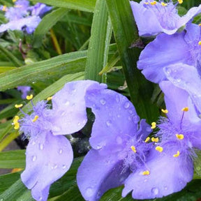 Ephémère de Virginie J.C. Weguelin - Tradescantia ( andersoniana group ) j.c. weguelin - Plantes