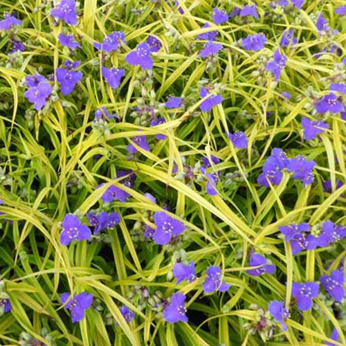 Ephémère de Virginie Lucky Charm - Tradescantia lucky charm ( charm series ) - Plantes