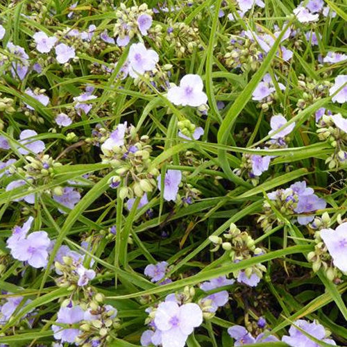 Ephémère de Virginie Little Doll - Tradescantia little doll - Plantes