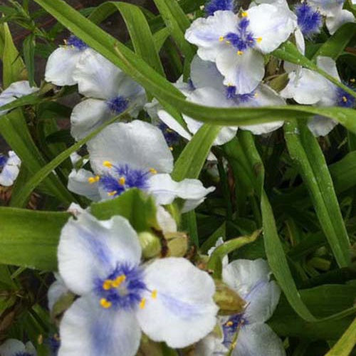 Ephémère de Virginie Osprey - Tradescantia ( andersoniana group ) osprey - Plantes