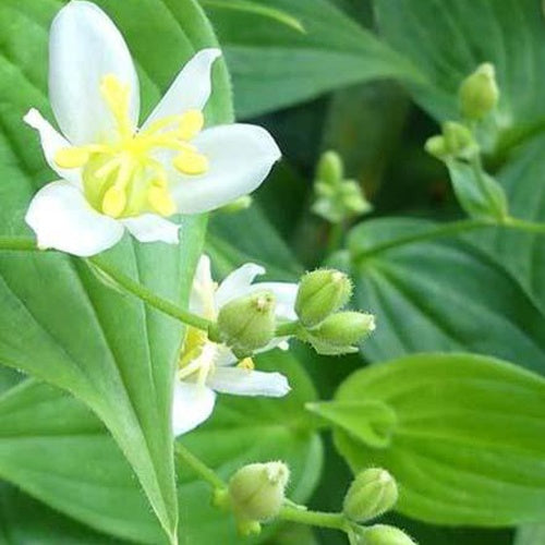 Lys des crapauds Alba Lis-orchidée blanc - Tricyrtis lasiocarpa alba - Plantes