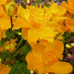 Trolle d'Asie - Trollius asiaticus - Plantes