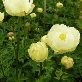 Trolle Alabaster - Trollius alabaster - Plantes