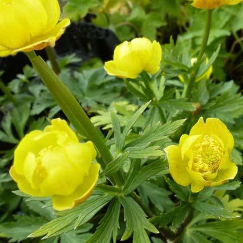 Trolle Lemon Queen - Trollius lemon queen - Plantes