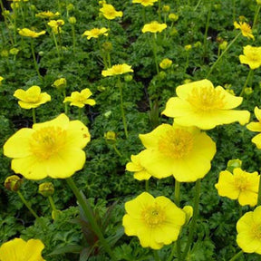 Trolle de l'Himalaya - Trollius pumilus - Plantes