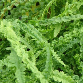 Fougère femelle Frizelliae - Athyrium filix-femina frizelliae - Plantes