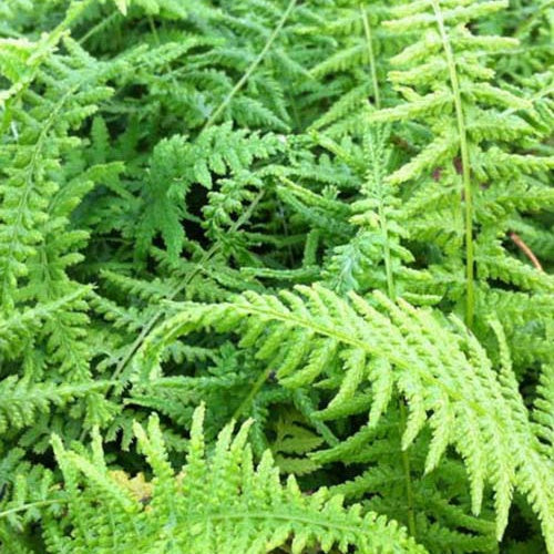 Fougère femelle Victoriae - Athyrium filix-femina victoriae - Plantes