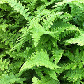 Fougère à écailles dorées Crispa - Dryopteris affinis crispa - Plantes