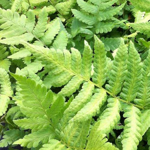 Dryoptéris de Clinton - Dryopteris clintoniana - Plantes