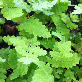 Osmonde de Clayton - Osmunda claytoniana - Plantes