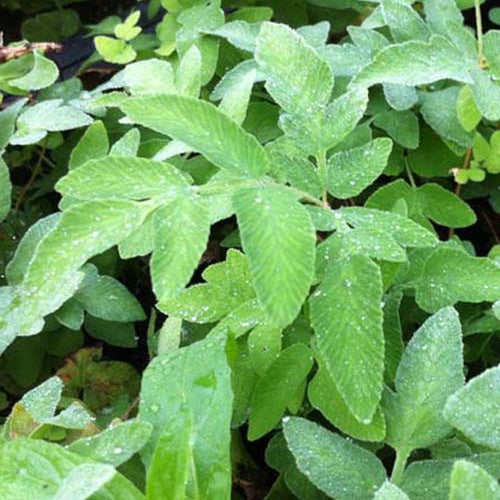 Osmonde du Japon - Osmunda japonica - Plantes