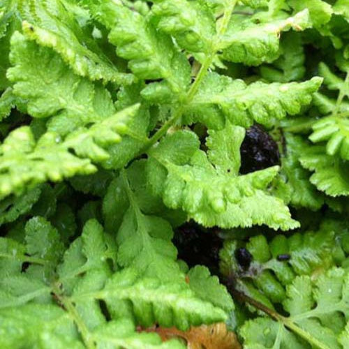 Fougère Woodsia obtusa - Woodsia obtusa - Plantes