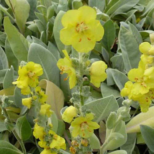 3 Molènes Polarsommer - Verbascum bombyciferum polarsommer - Plantes