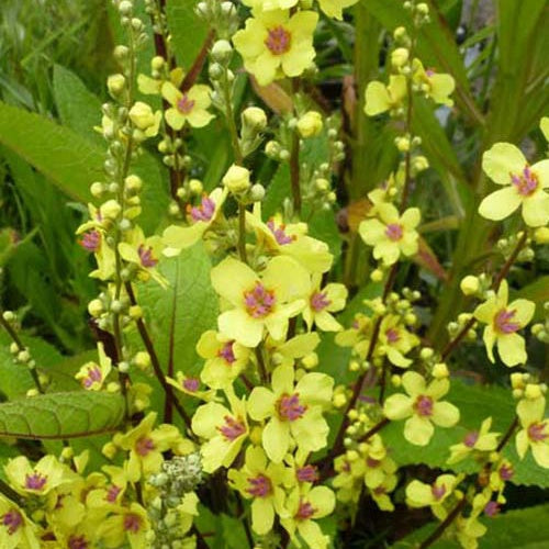 3 Molènes de Chaix - Verbascum chaixii - Plantes