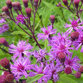 Vernonie Mammuth - Vernonia crinita mammuth - Plantes