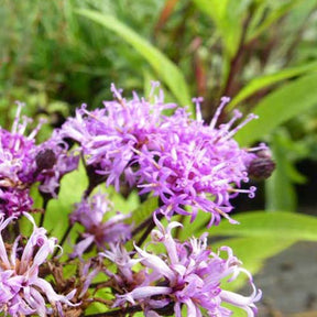 Vernonie crinita - Vernonia crinita - Plantes