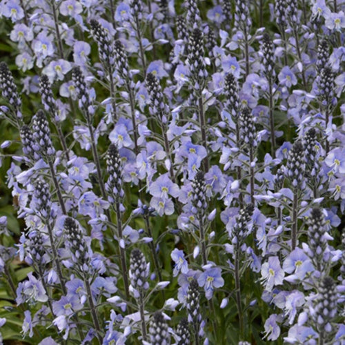 Véronique fausse-gentiane Maihimmel - Veronica gentianoides maihimmel - Plantes