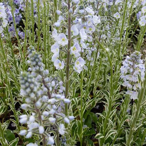 3 Véroniques du Caucase panachée - Veronica gentianoides variegata - Plantes