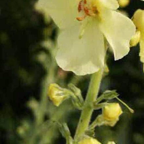 Molène Gainsborough - Verbascum gainsborough - Plantes