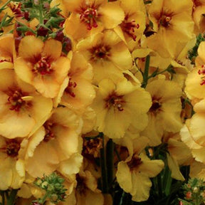 Molène Honey Dijon - Verbascum honey dijon - Plantes