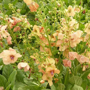 Molène Jackie - Verbascum jackie in pink - Plantes