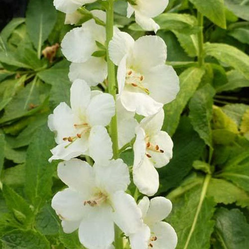 Molène White Domino - Verbascum white domino - Plantes