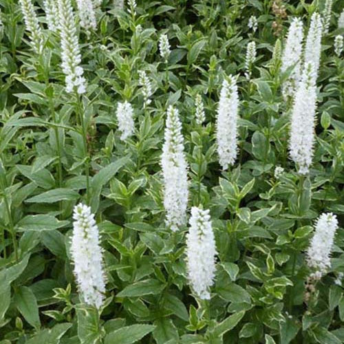 Véronique à longues feuilles Charlotte - Veronica longifolia charlotte - Plantes