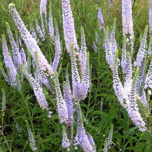 Véronique à longues feuilles Lila Karina - Veronica longifolia lila karina - Plantes