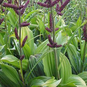 Vératre noir - Veratrum nigrum - Plantes