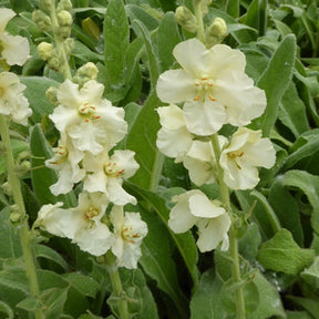 Molène Spica - Verbascum phlomoides spica - Plantes