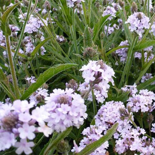 Verveine Polaris - Verbena rigida polaris - Plantes