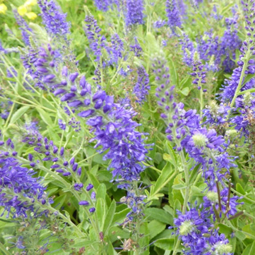 3 Véroniques en épis Blaufuchs - Veronica spicata blaufuchs - Plantes