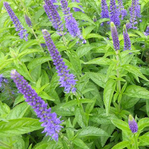 Véronique en épis Dark Maetje - Veronica dark martje - Plantes