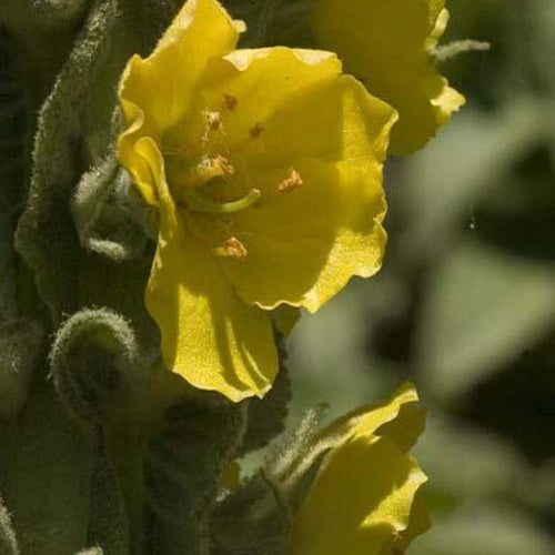 3 Molènes bouillon-blanc Bouillon blanc - Verbascum thapsus - Plantes