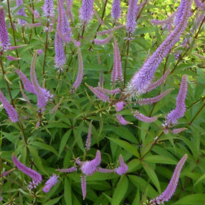 Véronique de Virginie Temptation - Veronicastrum virginicum temptation - Plantes