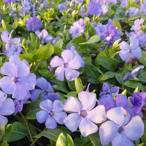 3 Petites pervenches Flower Power - Vinca minor flower power - Plantes