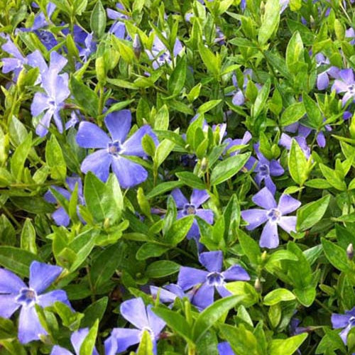 3 Petites pervenches Josefine - Vinca minor josefine - Plantes