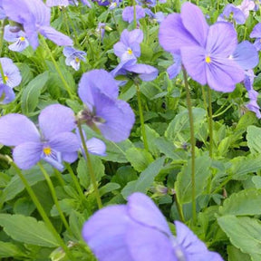 3 Violettes cornue Blaue Schönheit Violettes cornue Beauté Bleue - Viola cornuta blaue schönheit - Plantes