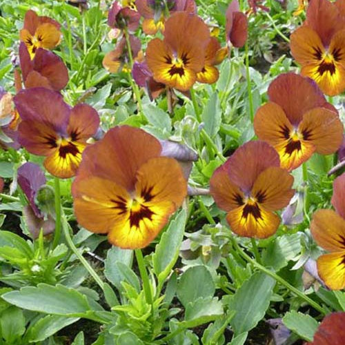 3 Violas cornuta Irish Molly Pensée à cornes - Viola cornuta irish molly - Plantes