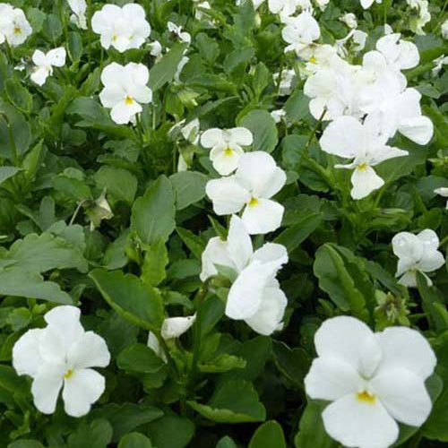 3 Violettes cornue White Perfection Pensée à cornes - Viola cornuta white perfection - Plantes