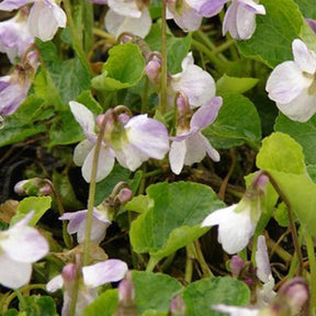 3 Violettes odorante Mrs R Barton - Viola odorata mrs r. barton - Plantes