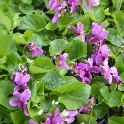 3 Violettes odorante Red Charm - Viola odorata red charm - Plantes