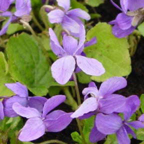 3 Violettes odorante Vanilla - Viola odorata vanilla - Plantes