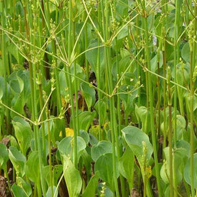 Plantain d'eau à petites fleurs - Alisma parviflorum - Plantes