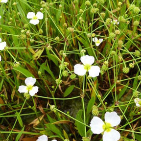 Flûteau fausse-renoncule - Baldellia ranunculoides - Plantes