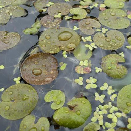 3 Morènes - Hydrocharis morsus-ranae - Plantes