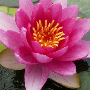 Nénuphar Charles de Meurville - Nymphaea charles de meurville - Plantes